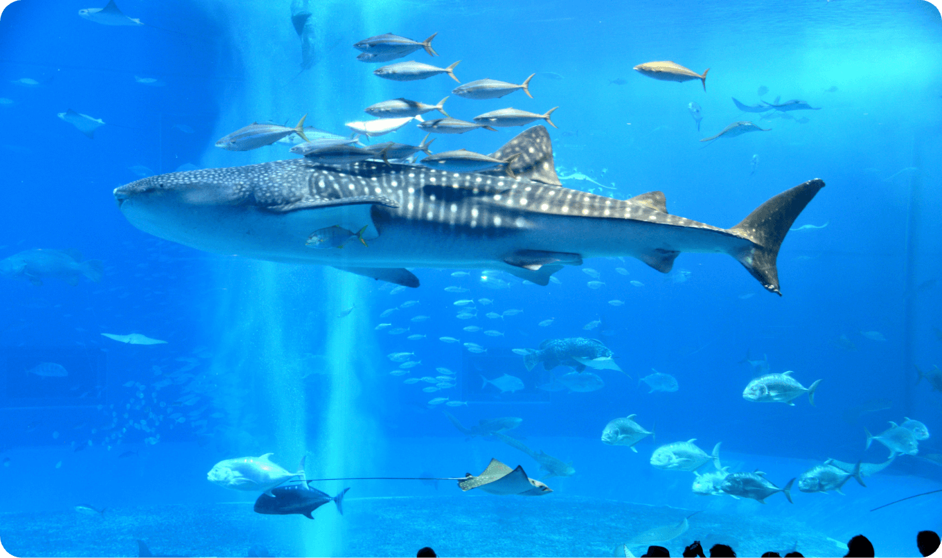 美ら海水族館の大水槽で泳ぐジンベエザメと魚たち