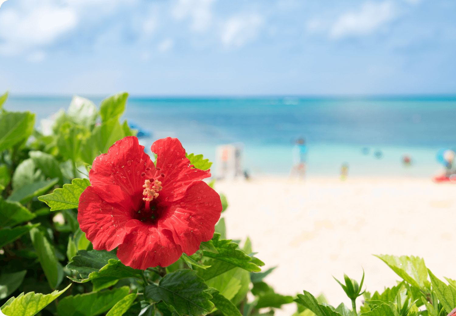 青空と海、鮮やかな花が夏らしい南国の風景を演出している。